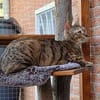 Agnes, fröhliches Tigermädchen, ca. 1 Jahr
