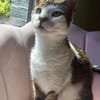 Despina, verschmuste Traumkatze, ca. 2 Jahre