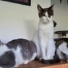 Despina, verschmuste Traumkatze, ca. 2 Jahre