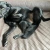 Ellie, sportliche Hündin, ca. 5 Jahre