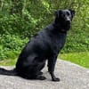 Ellie, sportliche Hündin, ca. 5 Jahre