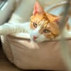Kanela, verspielte Kuschelmaus, ca. 5 Jahre *FIV+