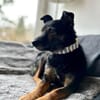 Dante, liebenswerter Rüde, 7 Jahre