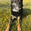 Dante, liebenswerter Rüde, 7 Jahre