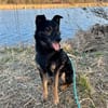 Dante, liebenswerter Rüde, 7 Jahre