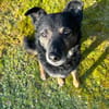 Dante, liebenswerter Rüde, 7 Jahre