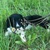 Körbchen gesucht für Kimba