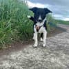 Körbchen gesucht für Kimba