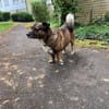 Sam sucht dringend ein neues Zuhause