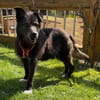 Drago - Hundeopi sucht Dich