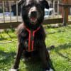 Drago - Hundeopi sucht Dich
