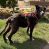 Drago - Hundeopi sucht Dich