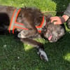 Drago - Hundeopi sucht Dich