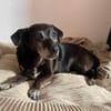 Small Ira, ruhige Hundeomi, ca. 16 Jahre