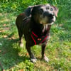 Small Ira, ruhige Hundeomi, ca. 16 Jahre