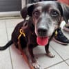 Small Ira, ruhige Hundeomi, ca. 16 Jahre