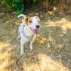 Jack Russel Hündin Shiko super erzogen