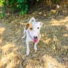 Jack Russel Hündin Shiko super erzogen