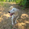 Jack Russel Hündin Shiko super erzogen
