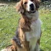 Iris, verschmuste Hündin, 8 Jahre