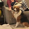 Iris, verschmuste Hündin, 8 Jahre