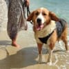 Iris, verschmuste Hündin, 8 Jahre