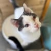 Orpheus, lebensfroher Kuschelkater, 10 Monate