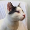 Orpheus, lebensfroher Kuschelkater, 10 Monate