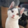 Orpheus, lebensfroher Kuschelkater, 10 Monate