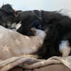 Unkomplizierter Welpe Miro kennt schon Kinder, Katzen Pferde