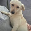 Nelly - super lieb und freundlich
