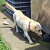 Nelly - super lieb und freundlich