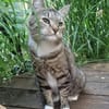 Zuhause gesucht  Eli sucht ein liebevolles Zuhause