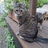 Zuhause gesucht  Eli sucht ein liebevolles Zuhause