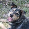 Lupo -Gute Laune Hund-