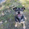 Lupo -Gute Laune Hund-