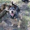 Lupo -Gute Laune Hund-
