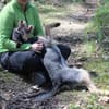 Lupo -Gute Laune Hund-
