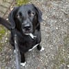 verschmuster und verspielter HUGO