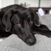 verschmuster und verspielter HUGO