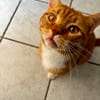Roter Kater hat seinen Halter verloren