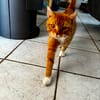 Roter Kater hat seinen Halter verloren
