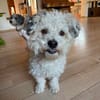 Bob, super freundlicher Bichon-Frisé Mischling