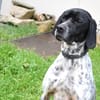 PEPITA