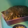 Minette