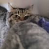 Minette