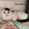 Bora-Bora