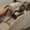 Catimini