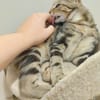 Catimini