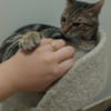 Catimini